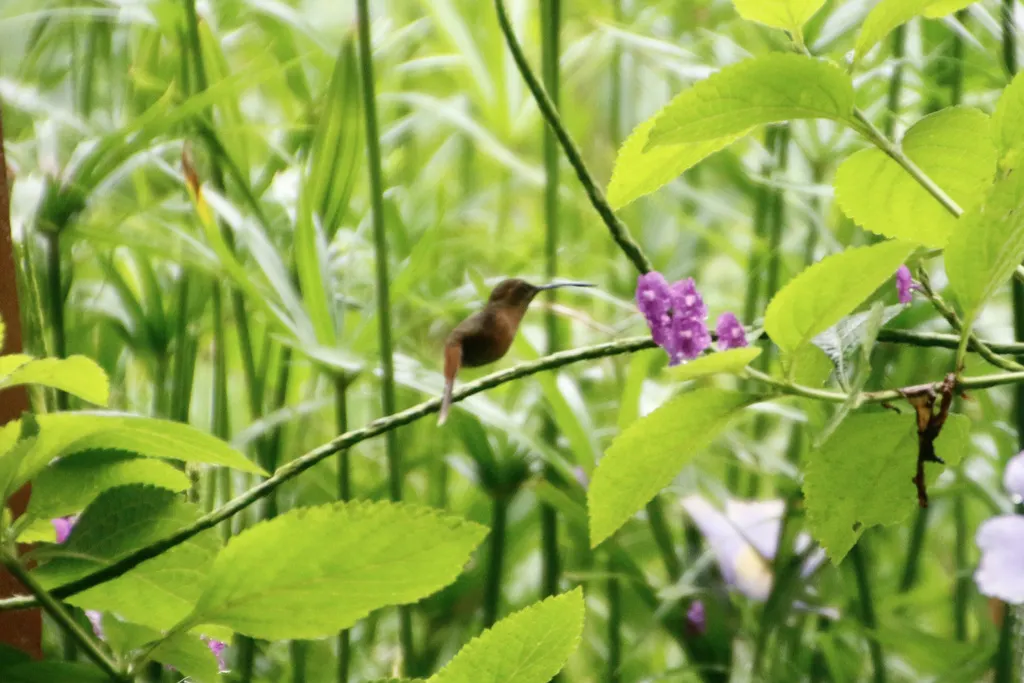 纹喉隐蜂鸟(Phaethornis striigularis)