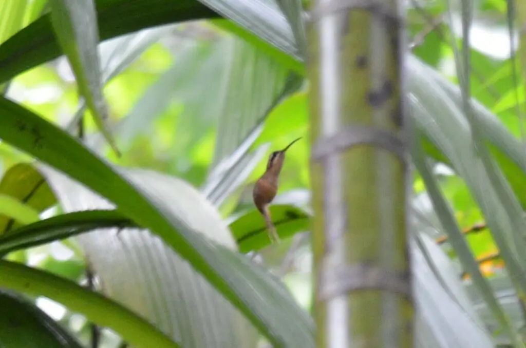 纹喉隐蜂鸟(Phaethornis striigularis)