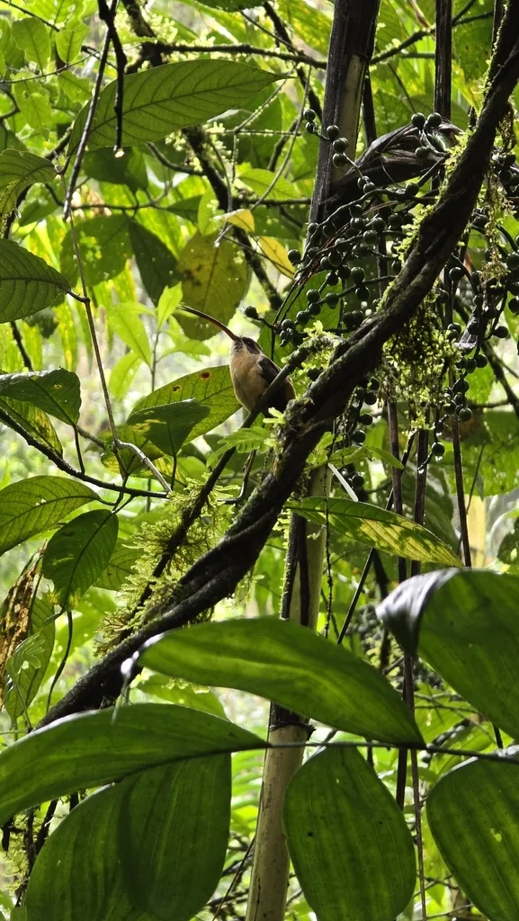 茶腹隐蜂鸟(Phaethornis syrmatophorus)