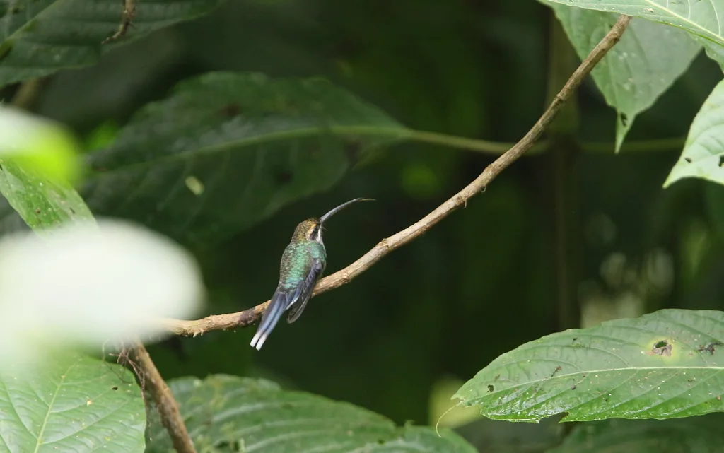 白须隐蜂鸟(Phaethornis yaruqui)