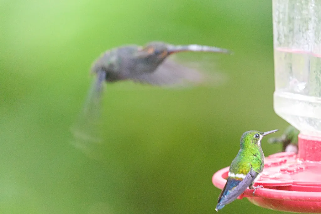 白须隐蜂鸟(Phaethornis yaruqui)