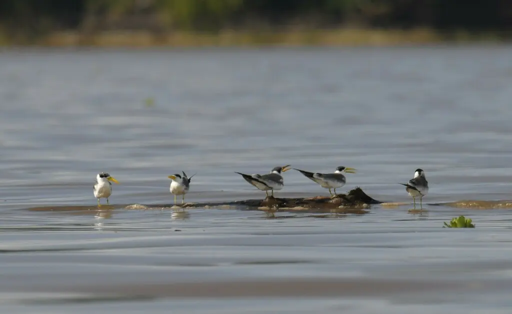 巨嘴燕鸥(Phaetusa simplex)