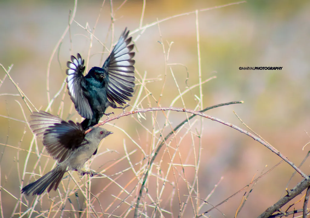 黑丝鹟(Phainopepla nitens)
