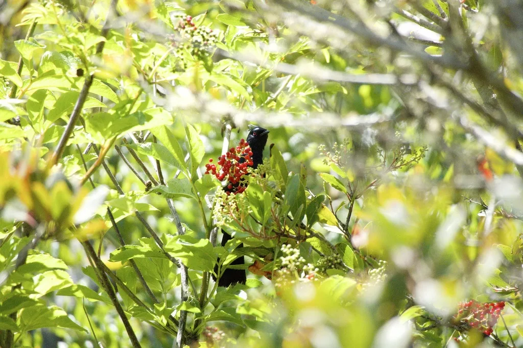 黑丝鹟(Phainopepla nitens)
