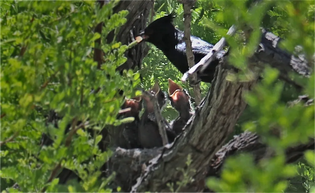 黑丝鹟(Phainopepla nitens)