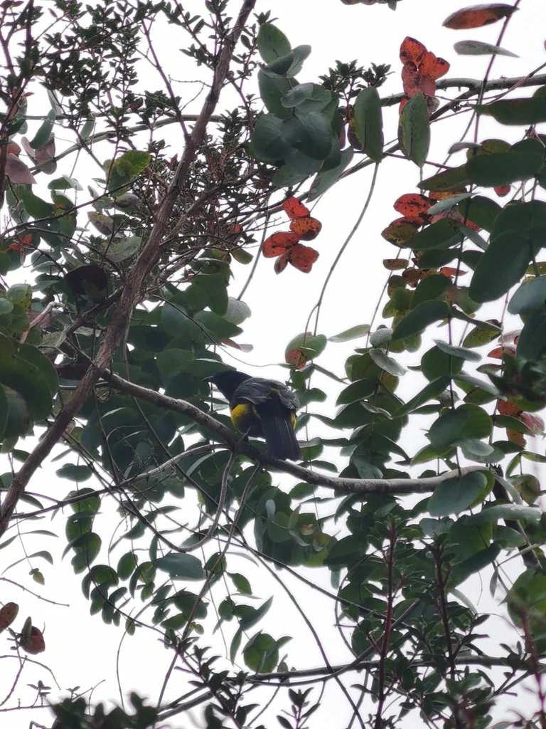 黑黄丝鹟（Phainoptila melanoxantha）