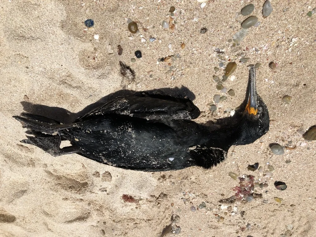 南非鸬鹚(Phalacrocorax capensis)