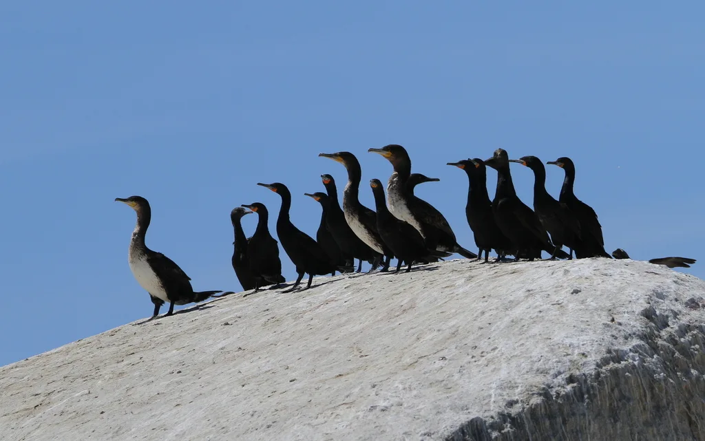 南非鸬鹚(Phalacrocorax capensis)