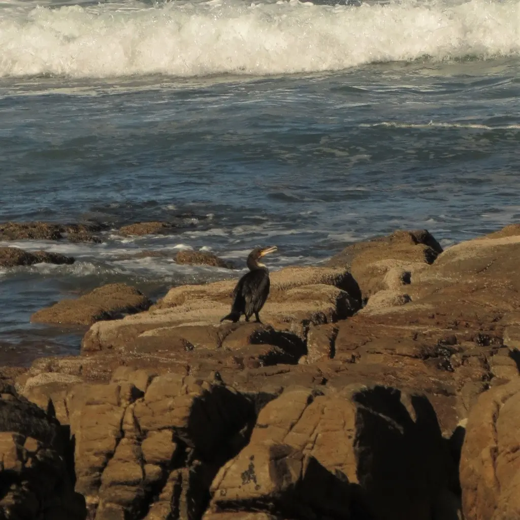 南非鸬鹚(Phalacrocorax capensis)