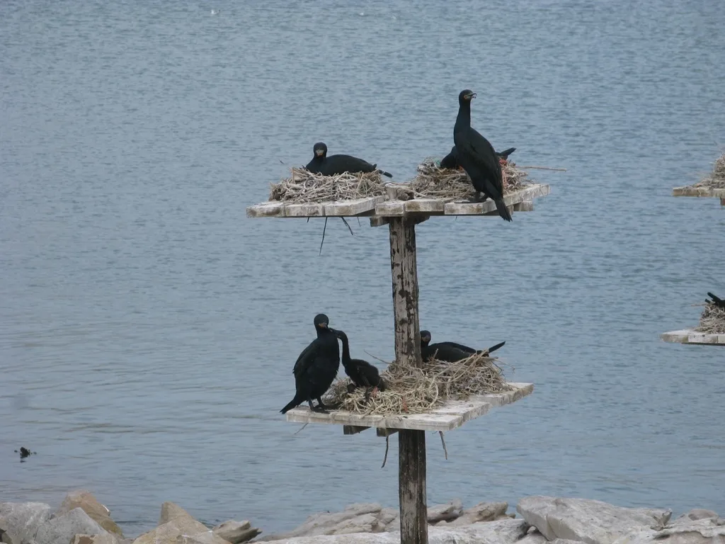 南非鸬鹚(Phalacrocorax capensis)