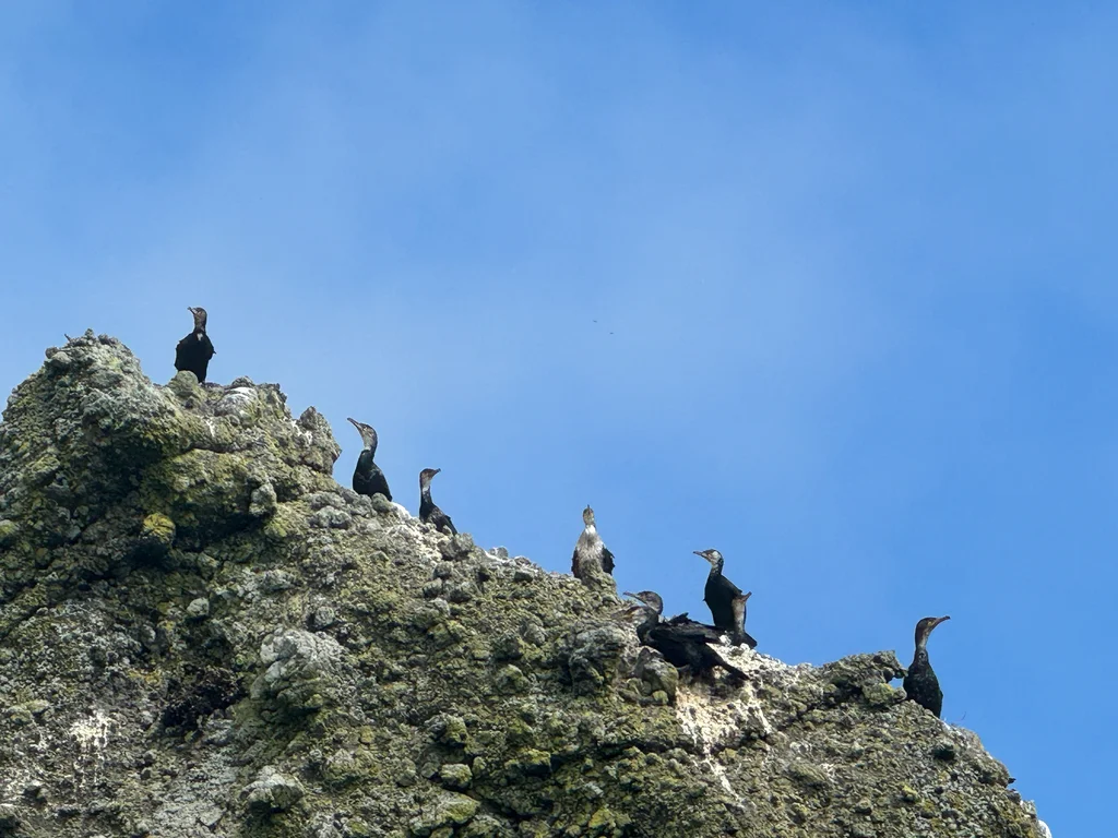 暗绿背鸬鹚(Phalacrocorax capillatus)