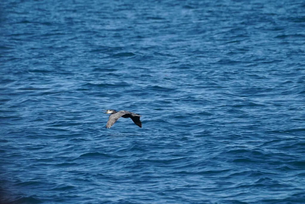 暗绿背鸬鹚(Phalacrocorax capillatus)