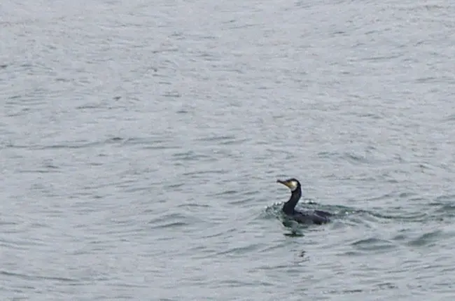 暗绿背鸬鹚(Phalacrocorax capillatus)