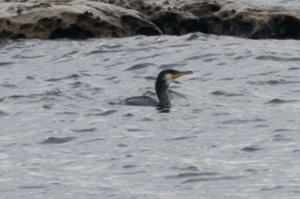 暗绿背鸬鹚(Phalacrocorax capillatus)