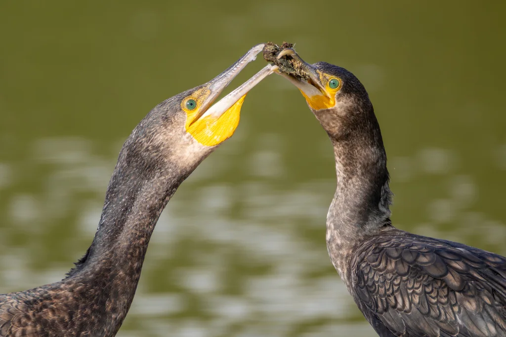 普通鸬鹚(Phalacrocorax carbo)