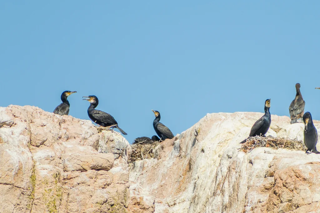 普通鸬鹚(Phalacrocorax carbo)
