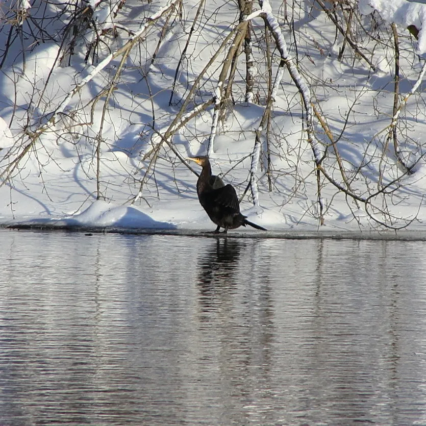普通鸬鹚(Phalacrocorax carbo)