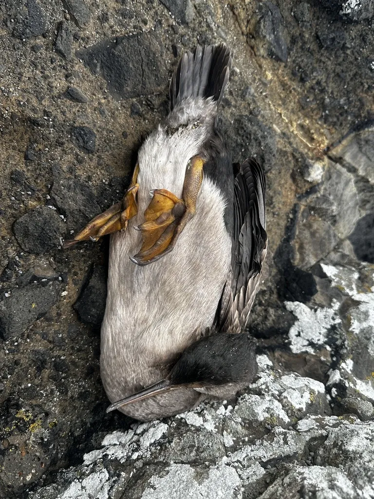 皮岛鸬鹚(Phalacrocorax featherstoni)