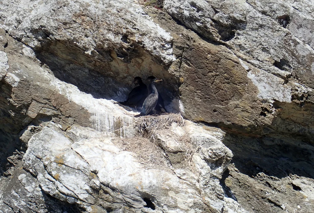 皮岛鸬鹚(Phalacrocorax featherstoni)