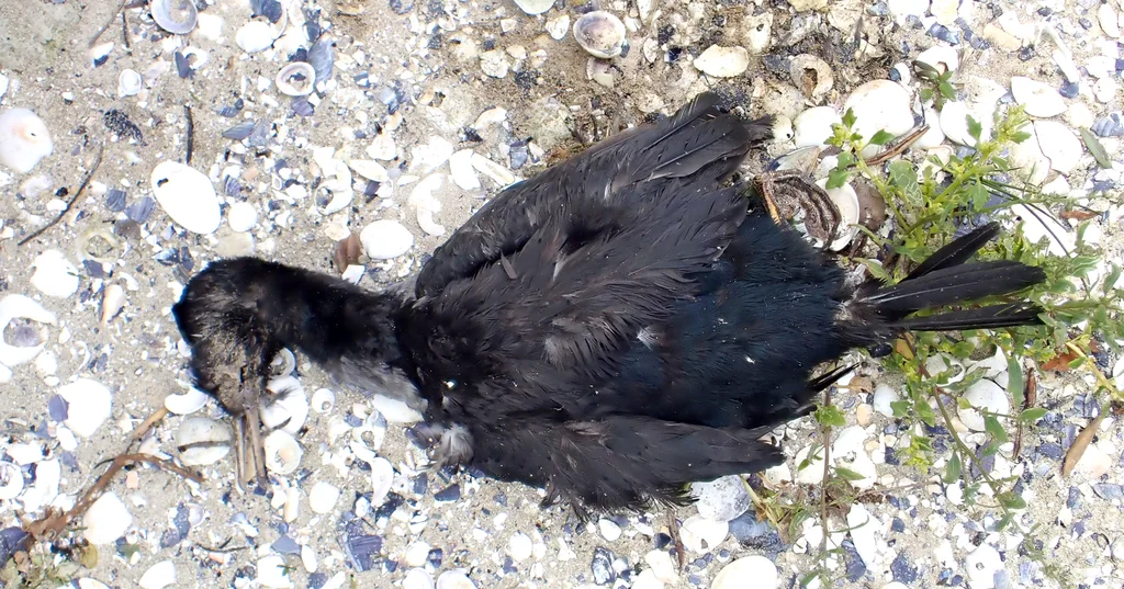 皮岛鸬鹚(Phalacrocorax featherstoni)