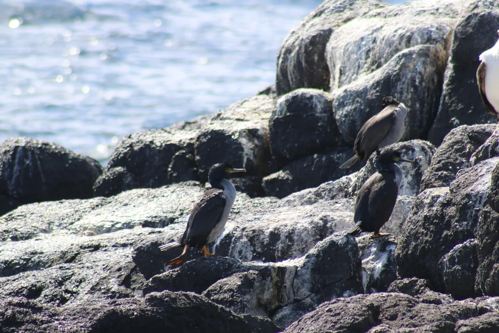 皮岛鸬鹚(Phalacrocorax featherstoni)