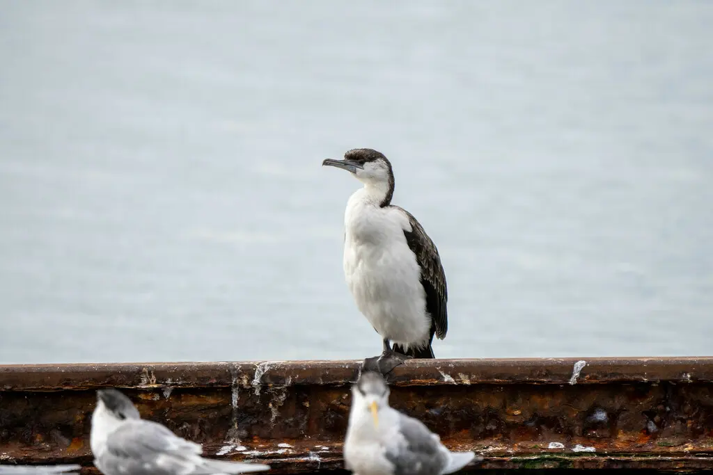 黑脸鸬鹚(Phalacrocorax fuscescens)