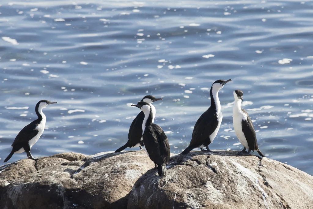 黑脸鸬鹚(Phalacrocorax fuscescens)