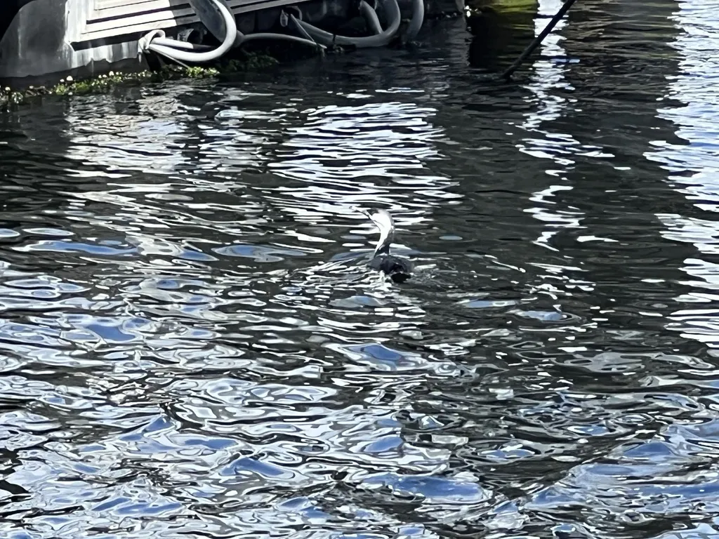 黑脸鸬鹚(Phalacrocorax fuscescens)