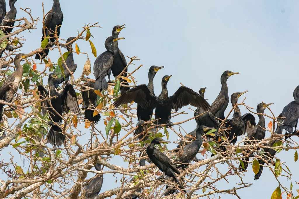 印度鸬鹚(Phalacrocorax fuscicollis)