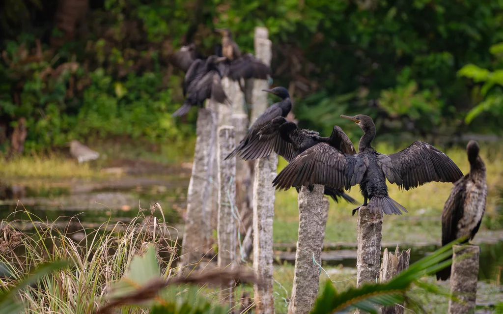 印度鸬鹚(Phalacrocorax fuscicollis)