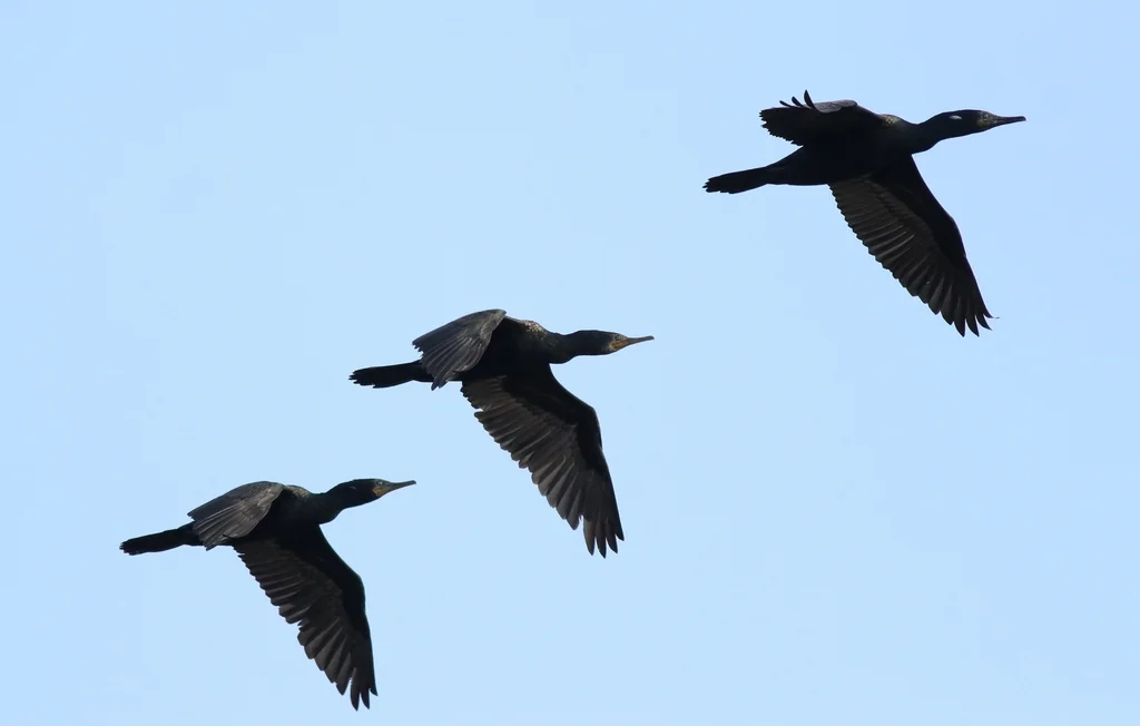 印度鸬鹚(Phalacrocorax fuscicollis)