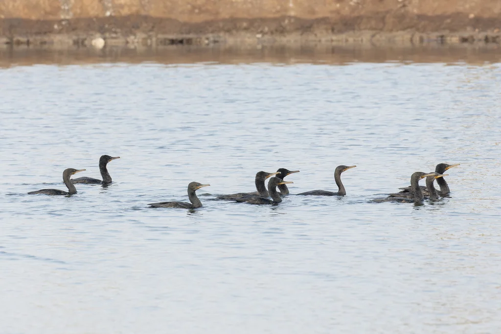 印度鸬鹚(Phalacrocorax fuscicollis)