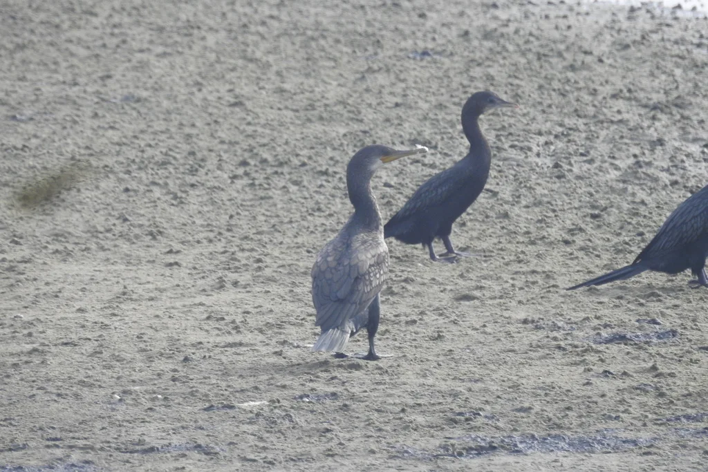 印度鸬鹚(Phalacrocorax fuscicollis)