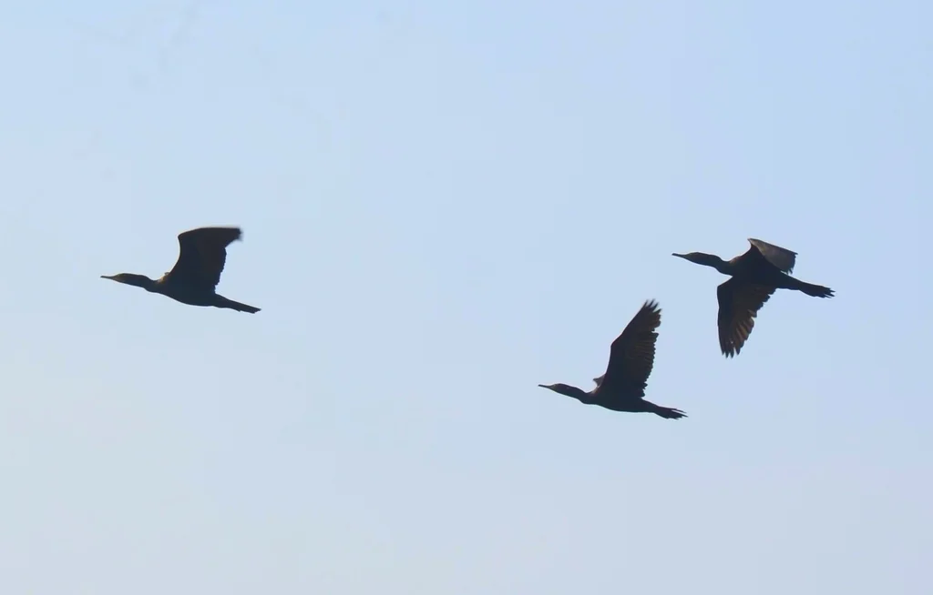 印度鸬鹚(Phalacrocorax fuscicollis)