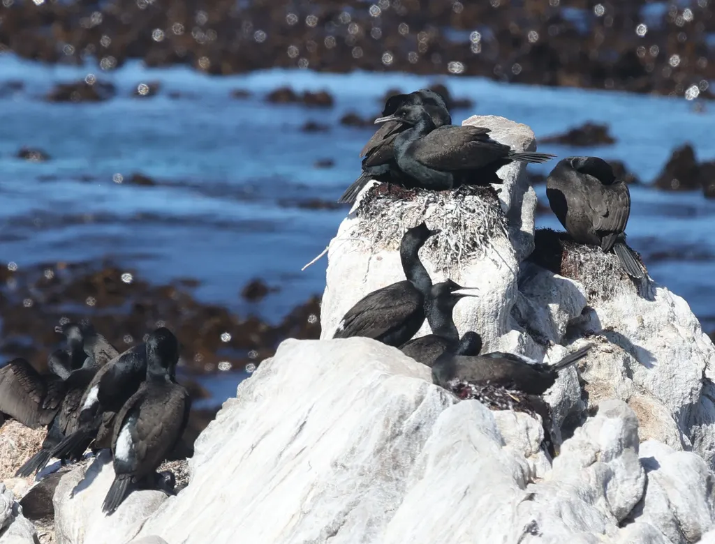 岸鸬鹚(Phalacrocorax neglectus)