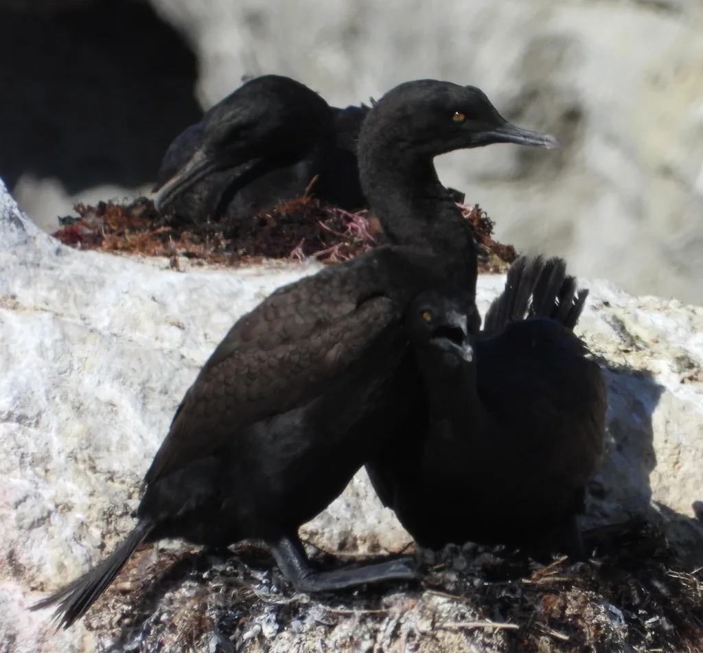 岸鸬鹚(Phalacrocorax neglectus)
