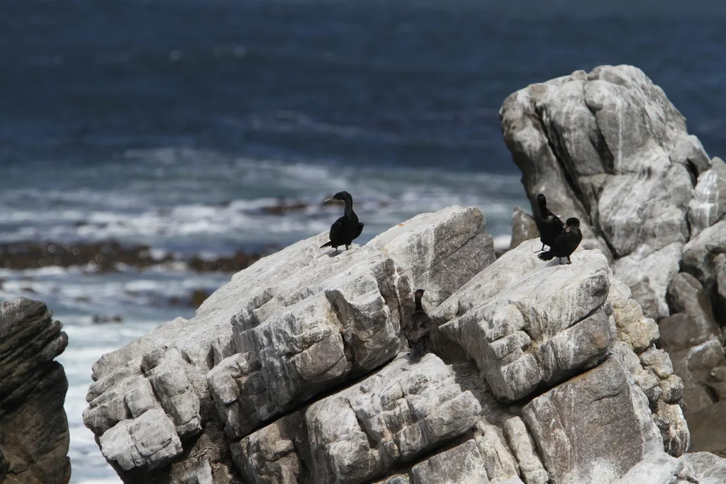 岸鸬鹚(Phalacrocorax neglectus)