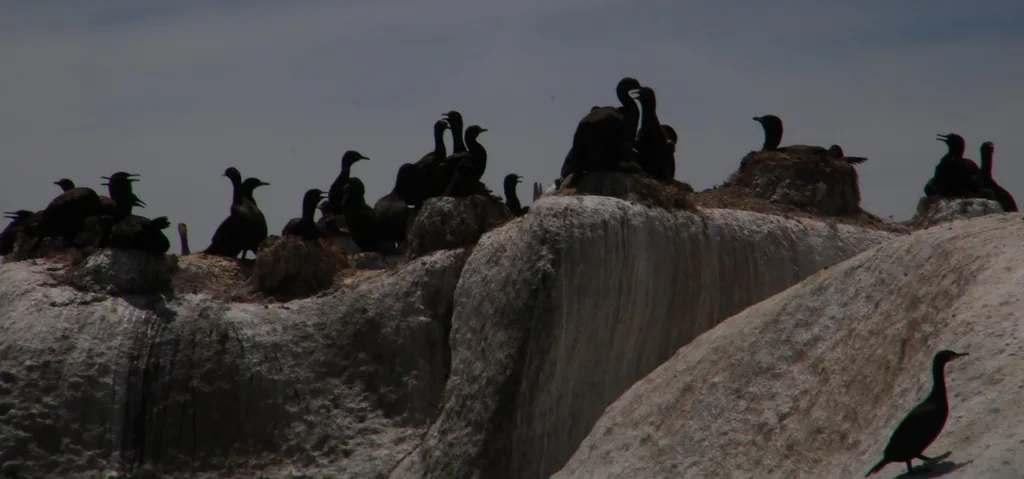 岸鸬鹚(Phalacrocorax neglectus)