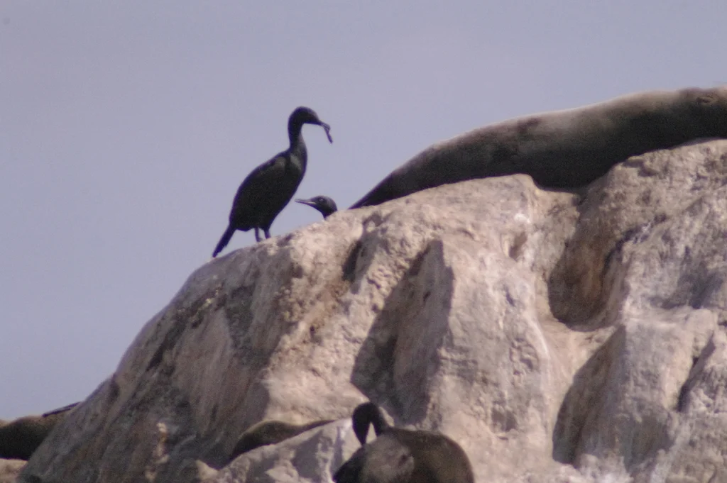 岸鸬鹚(Phalacrocorax neglectus)