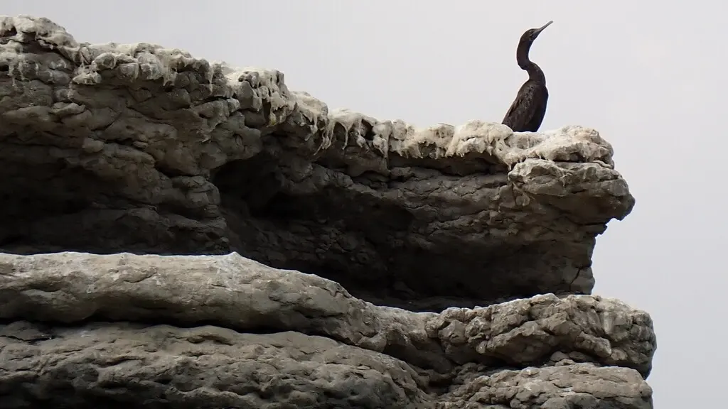 黑喉鸬鹚(Phalacrocorax nigrogularis)