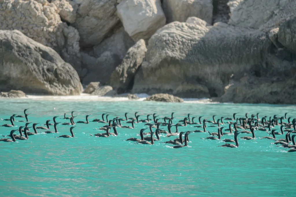 黑喉鸬鹚(Phalacrocorax nigrogularis)