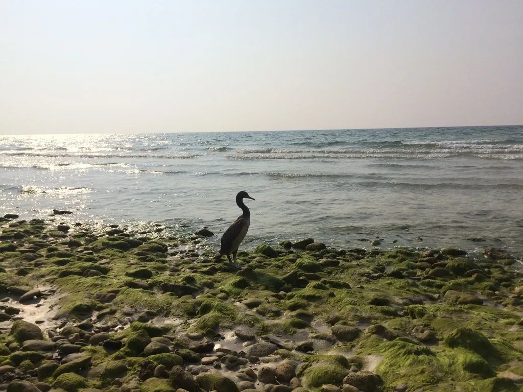 黑喉鸬鹚(Phalacrocorax nigrogularis)