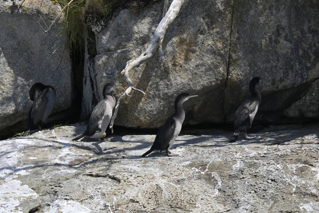 点斑鸬鹚(Phalacrocorax punctatus)