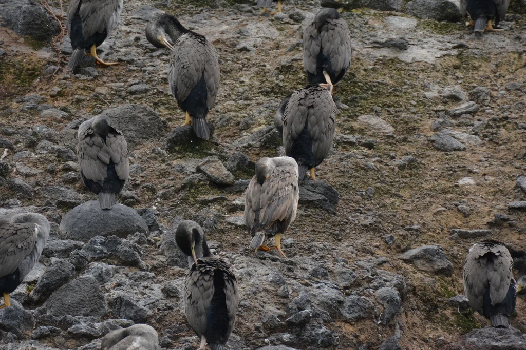 点斑鸬鹚(Phalacrocorax punctatus)