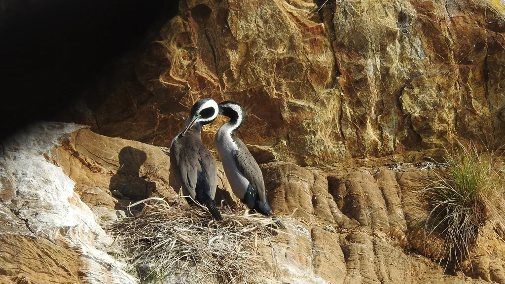 点斑鸬鹚(Phalacrocorax punctatus)
