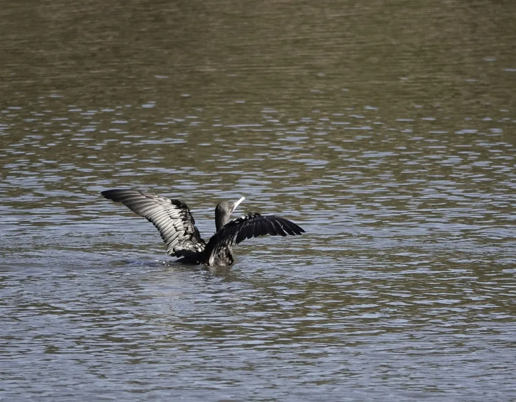 小黑鸬鹚(Phalacrocorax sulcirostris)