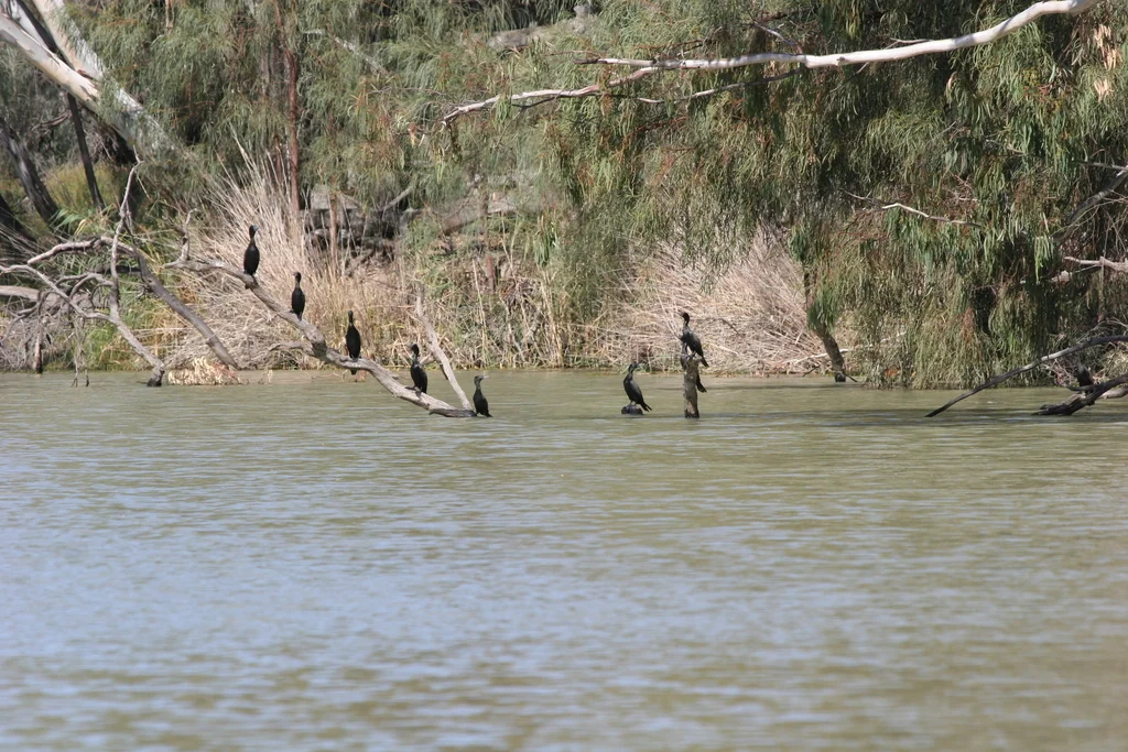 小黑鸬鹚(Phalacrocorax sulcirostris)