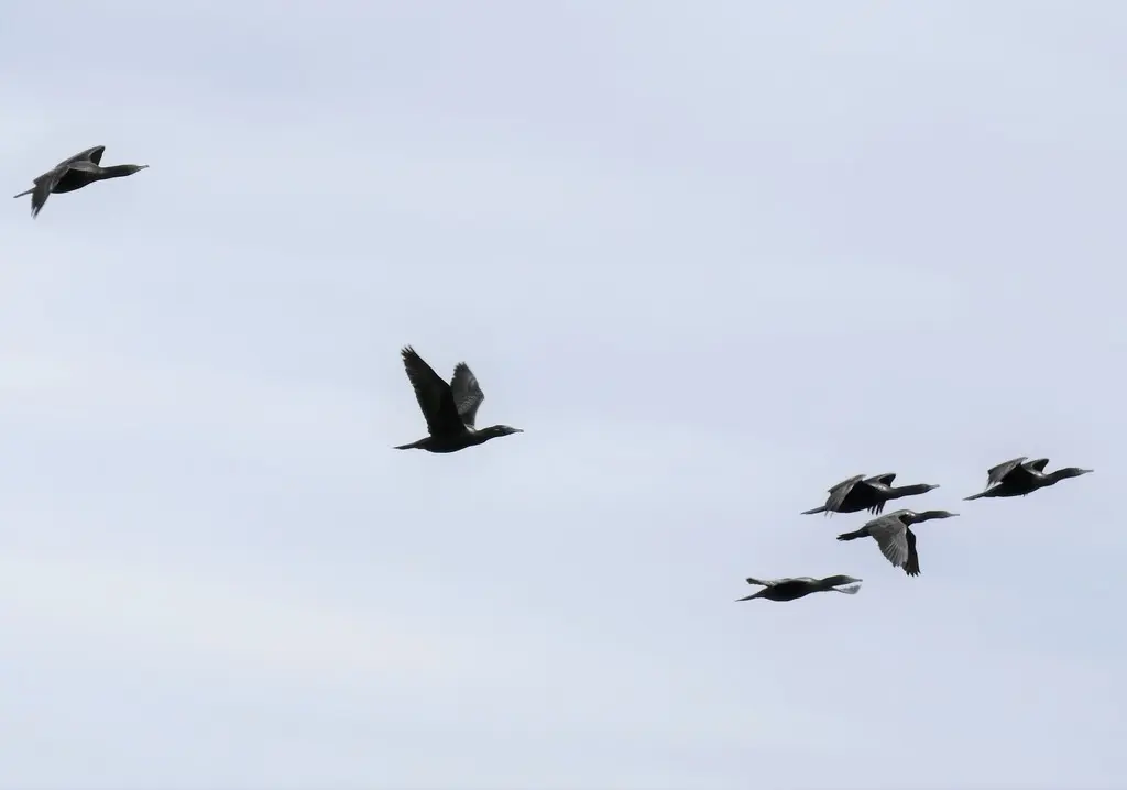 小黑鸬鹚(Phalacrocorax sulcirostris)