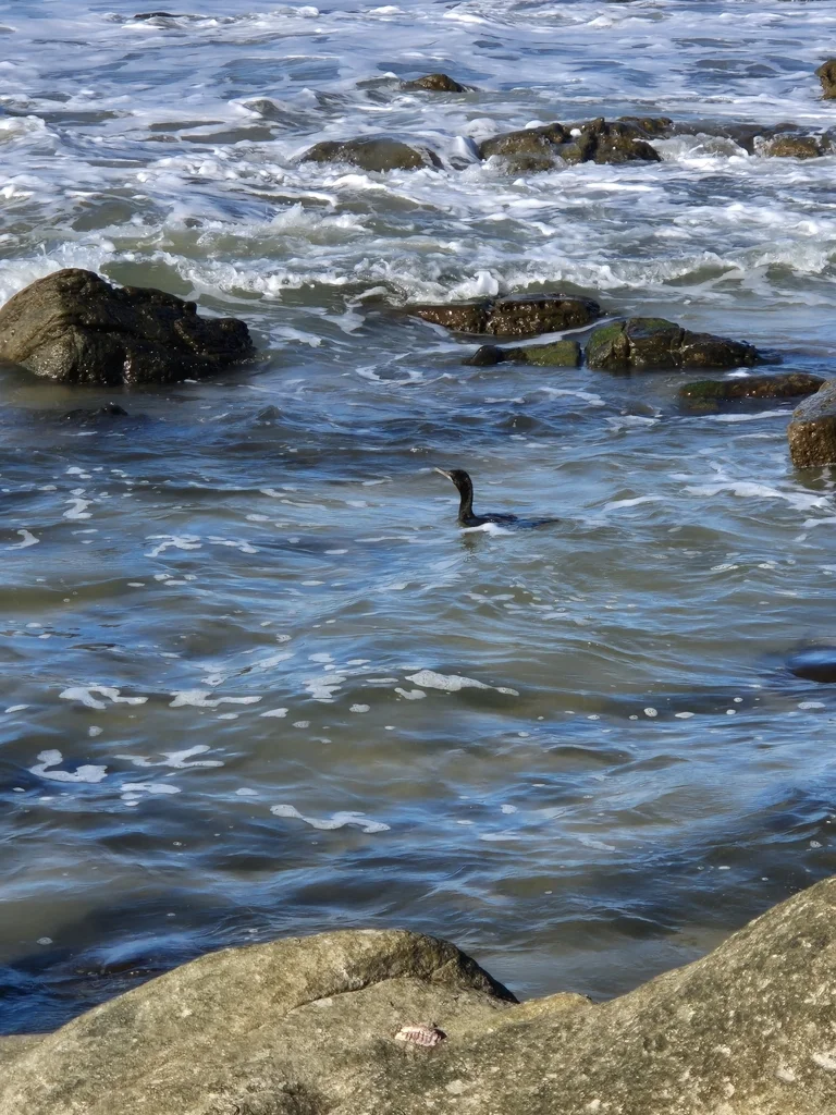 小黑鸬鹚(Phalacrocorax sulcirostris)
