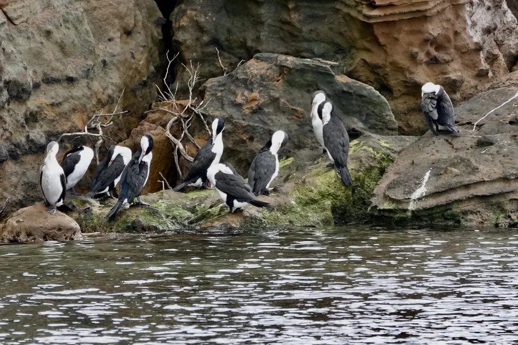 斑鸬鹚(Phalacrocorax varius)